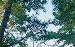 淡路島慶野松原